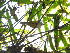 Phyllergates cucullatus