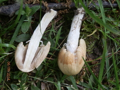 Psathyrella incerta