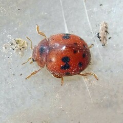 Subcoccinella vigintiquatuorpunctata