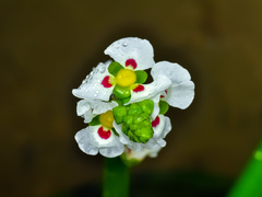 Sagittaria