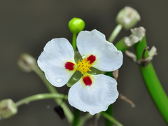 Sagittaria