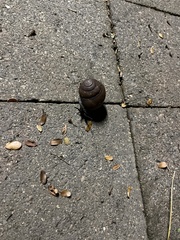 Sphaerospira fraseri