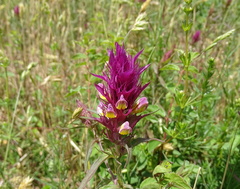 Melampyrum arvense