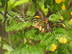 Adenanthera pavonina