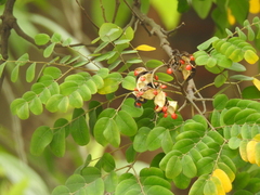 Adenanthera pavonina