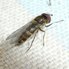 Parasyrphus punctulatus