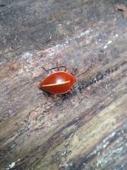 Ellipticus dorbignyi