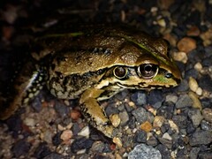 Ranoidea alboguttata