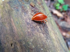 Ellipticus dorbignyi