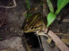 Ranoidea alboguttata