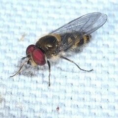 Parasyrphus punctulatus