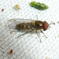 Parasyrphus punctulatus