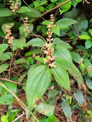 Miconia lappacea