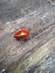 Ellipticus dorbignyi