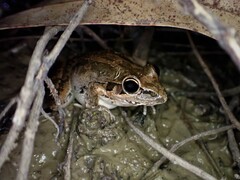 Litoria nasuta