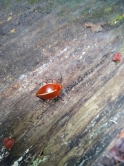 Ellipticus dorbignyi