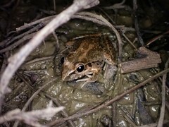 Litoria nasuta