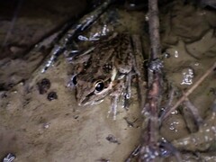 Litoria nasuta