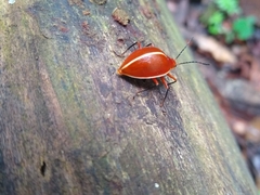 Ellipticus dorbignyi