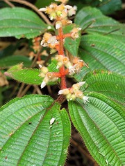 Miconia lappacea