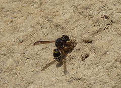 Odynerus spinipes