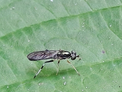 Merosargus