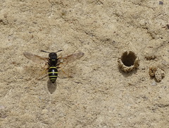 Odynerus spinipes