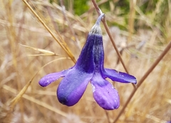Conanthera campanulata