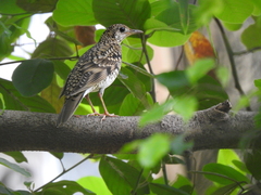 Zoothera aurea