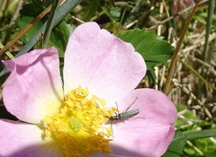 Oedemera lurida