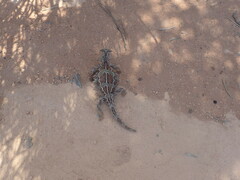 Moloch horridus