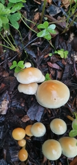 Hypholoma capnoides
