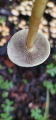 Hypholoma capnoides