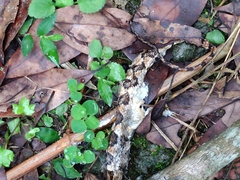 Protobothrops mucrosquamatus