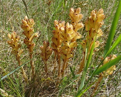 Orobanche caryophyllacea