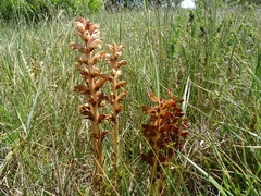 Orobanche caryophyllacea