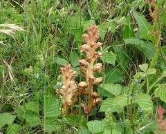 Orobanche caryophyllacea
