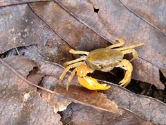 Geothelphusa eucrinodonta