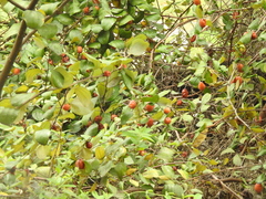 Ziziphus mauritiana