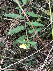 Oenothera laciniata