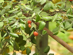 Ziziphus mauritiana