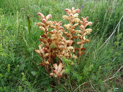 Orobanche caryophyllacea