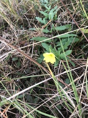 Oenothera laciniata