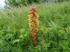 Orobanche caryophyllacea