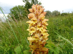 Orobanche caryophyllacea