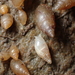 Leucophytia bidentata - Photo (c) Pierre Corbrion, μερικά δικαιώματα διατηρούνται (CC BY-NC-SA), uploaded by Pierre Corbrion