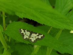 Lomaspilis marginata