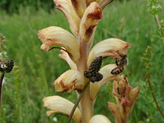 Orobanche caryophyllacea