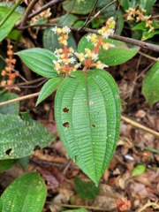 Miconia lappacea