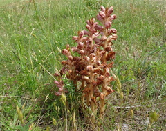 Orobanche caryophyllacea